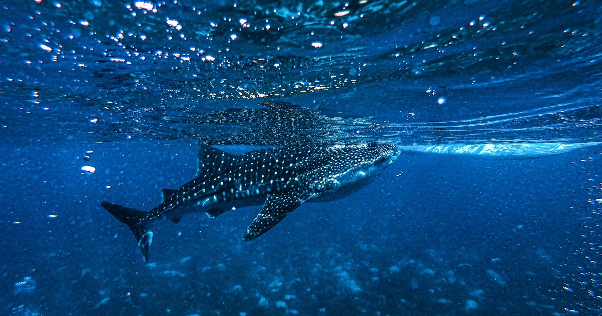 Swimming with Whale Sharks in the Maldives