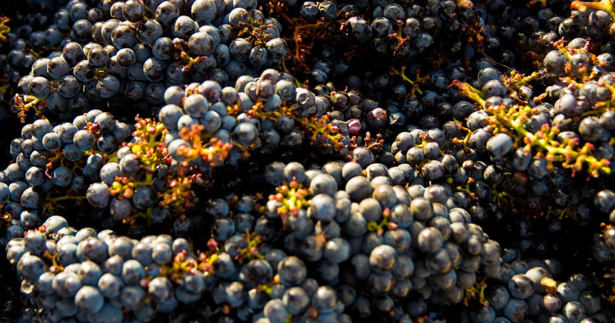 Bordeaux Wine 101: Exploring the World’s Most Famous Region