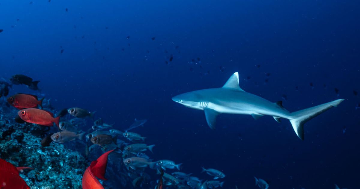 Diving Maldives: Exploring Outer Reefs with COMO Maalifushi
