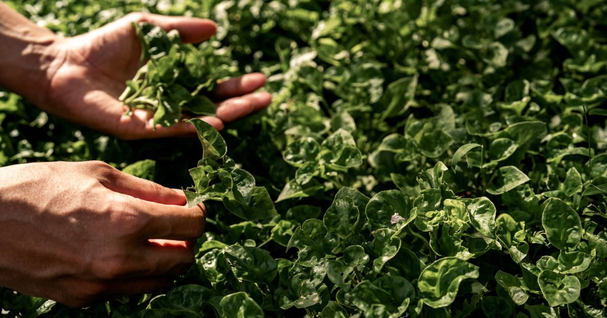 From Garden to Plate: A Sustainable Journey at COMO Point Yamu