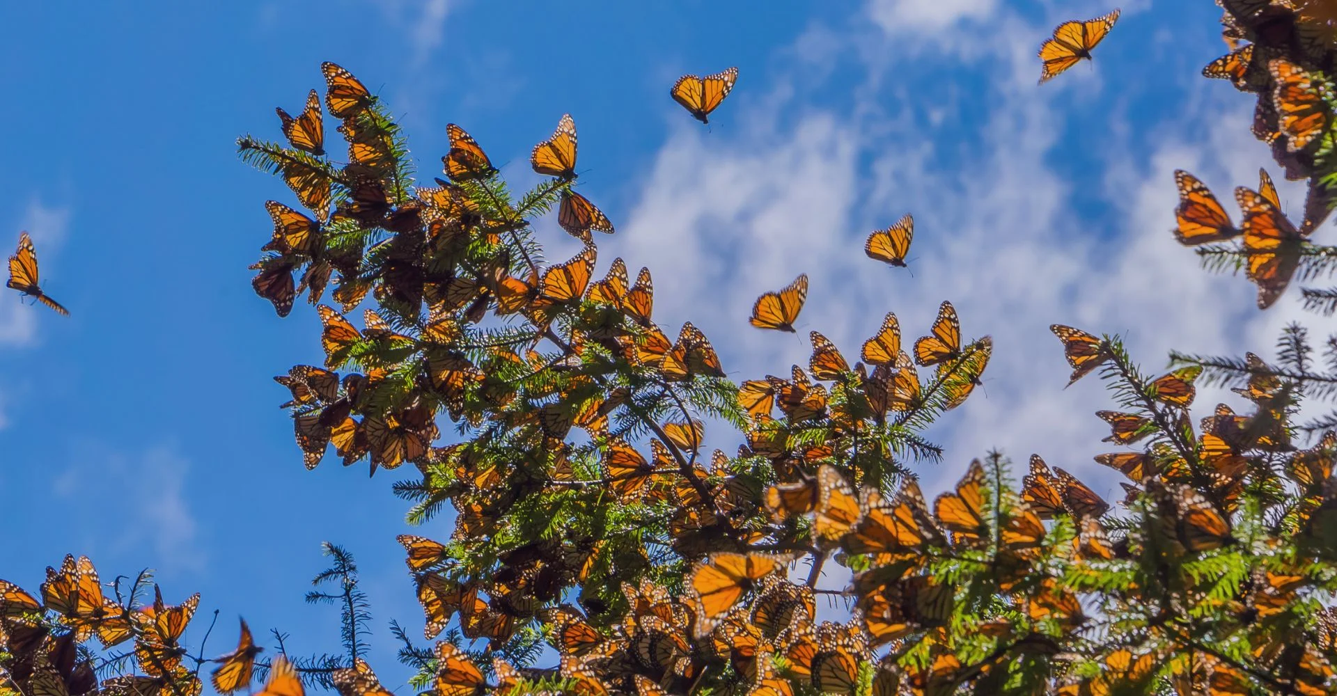 Monarch Butterflies: The Magical Migration in Michoacan